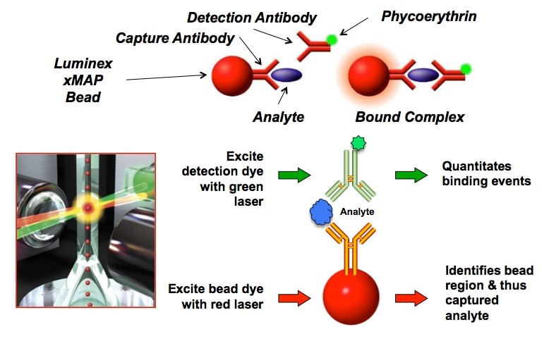 Magnetic Bead Technology Explained