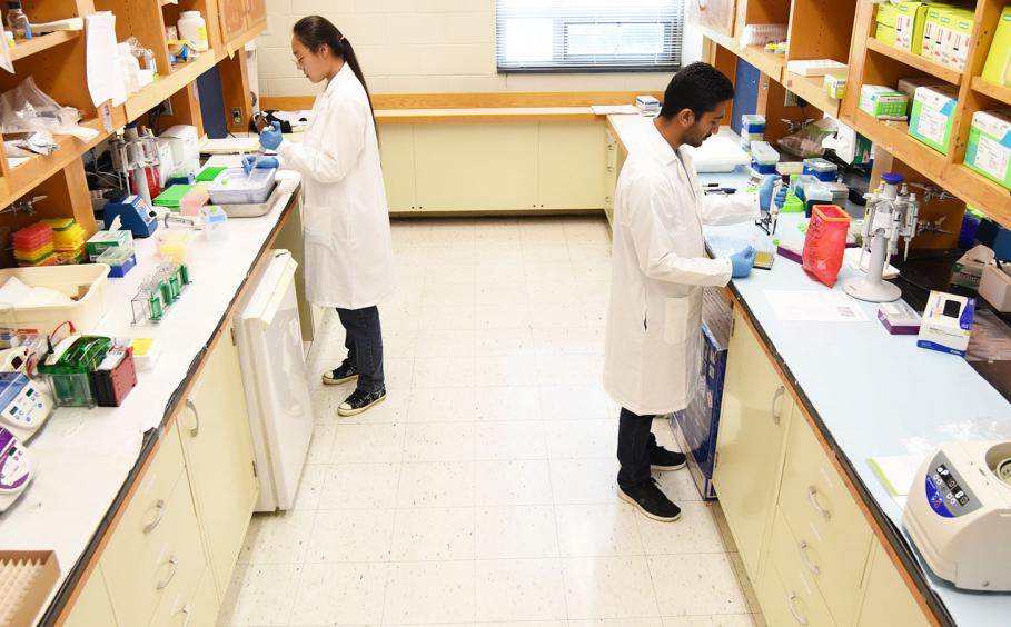 Two people in lab coats working on separate lab benches