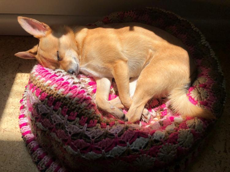 A dog sleeping on a pink blanket
